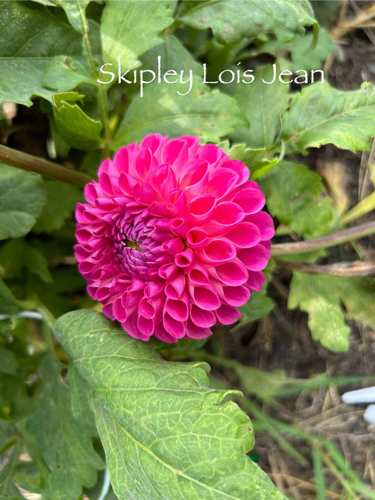 Skipley Lois Jean Tuber