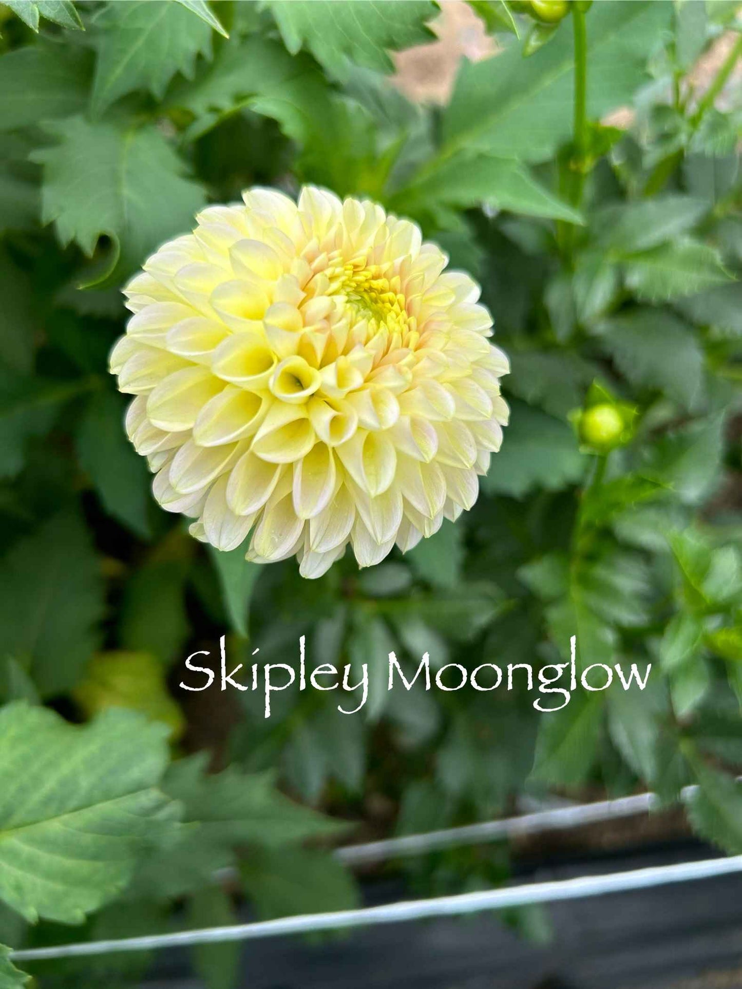 Skipley Moonglow Tuber