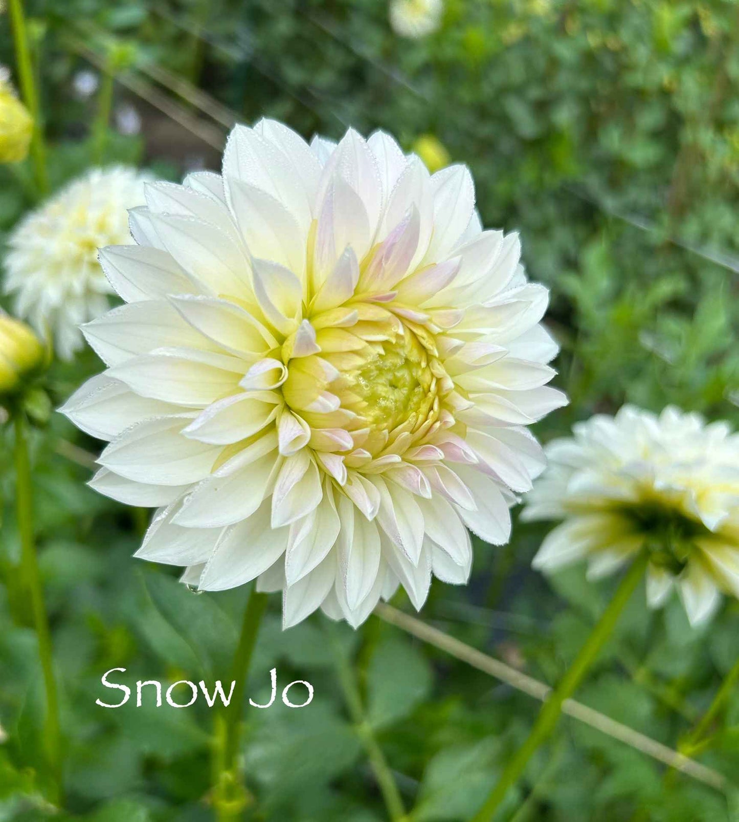 Snow Jo Tuber