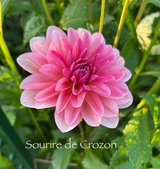 Sourire de Crozon Tuber
