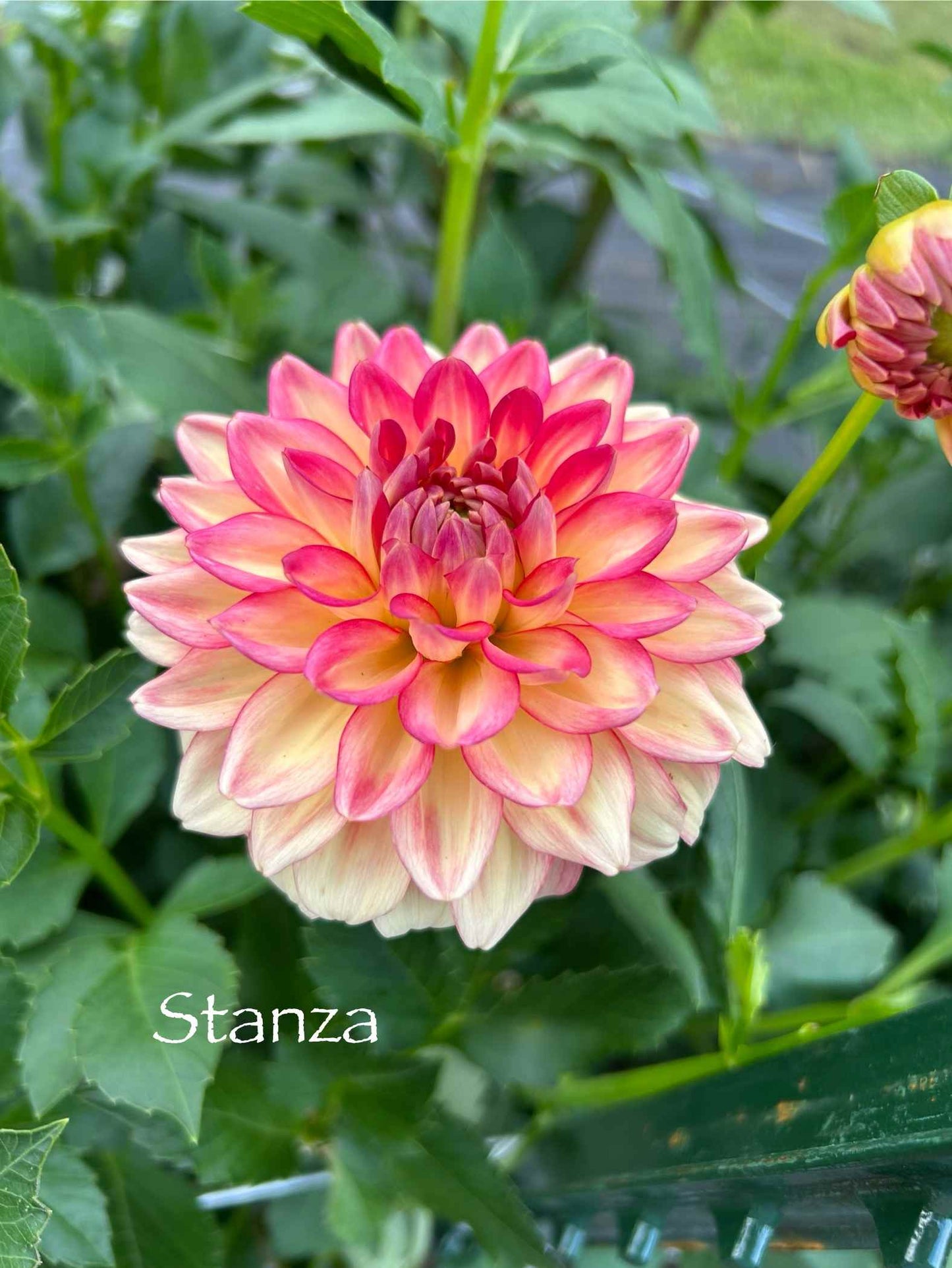 Stanza (Peaches) Tuber