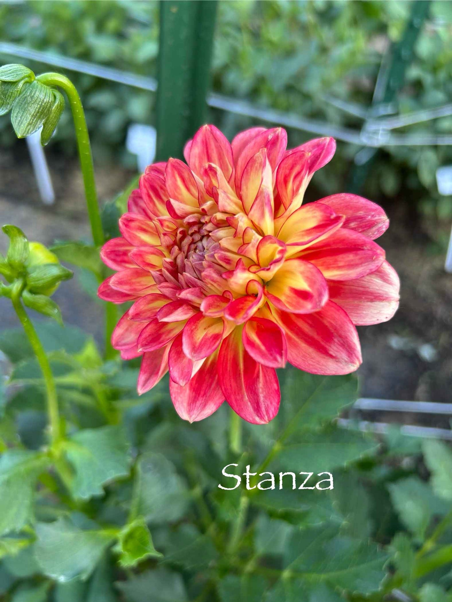 Stanza (Peaches) Tuber