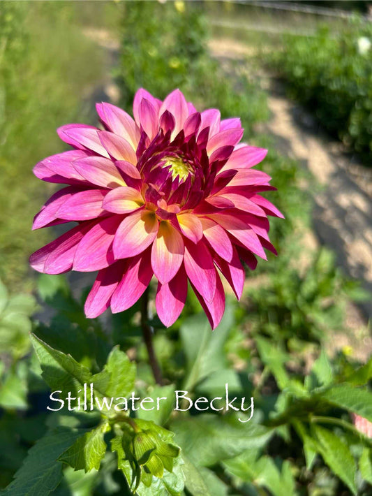 Stillwater Becky Tuber