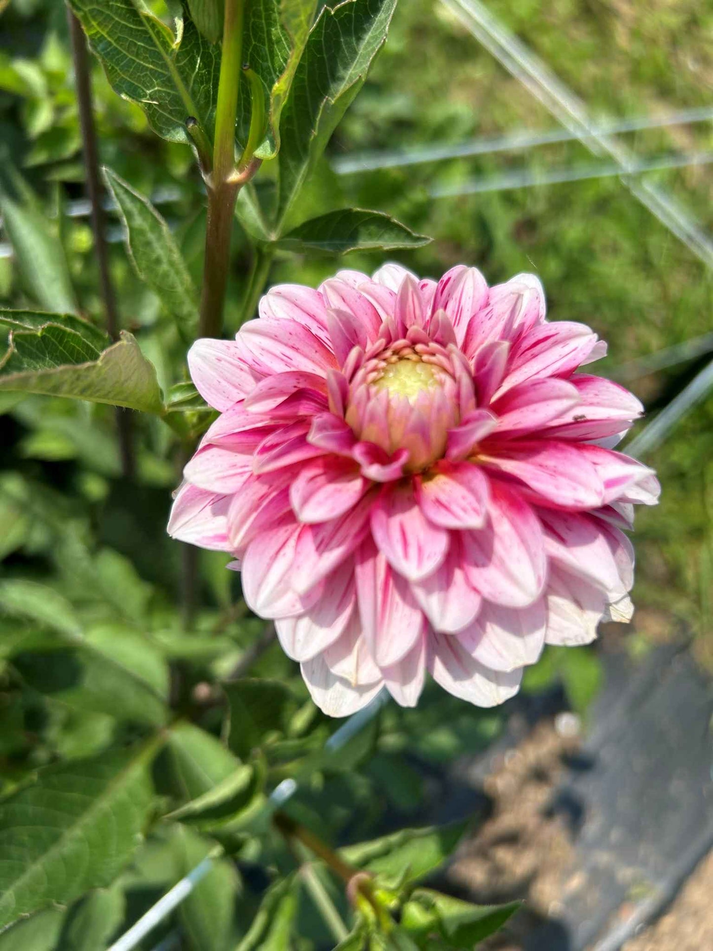 Strawberries and Cream Tuber