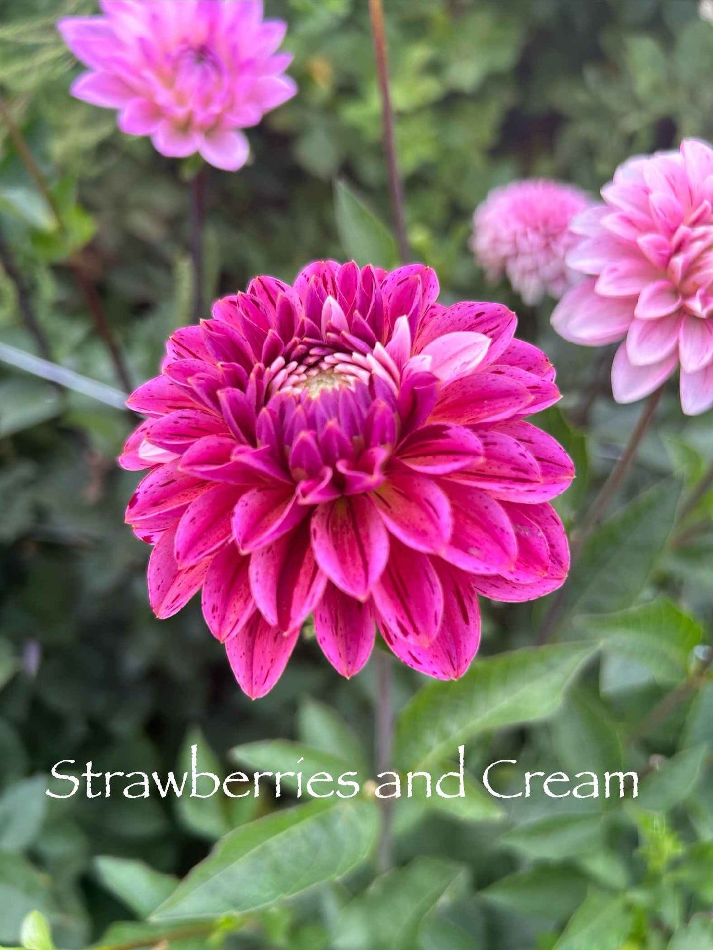 Strawberries and Cream Tuber