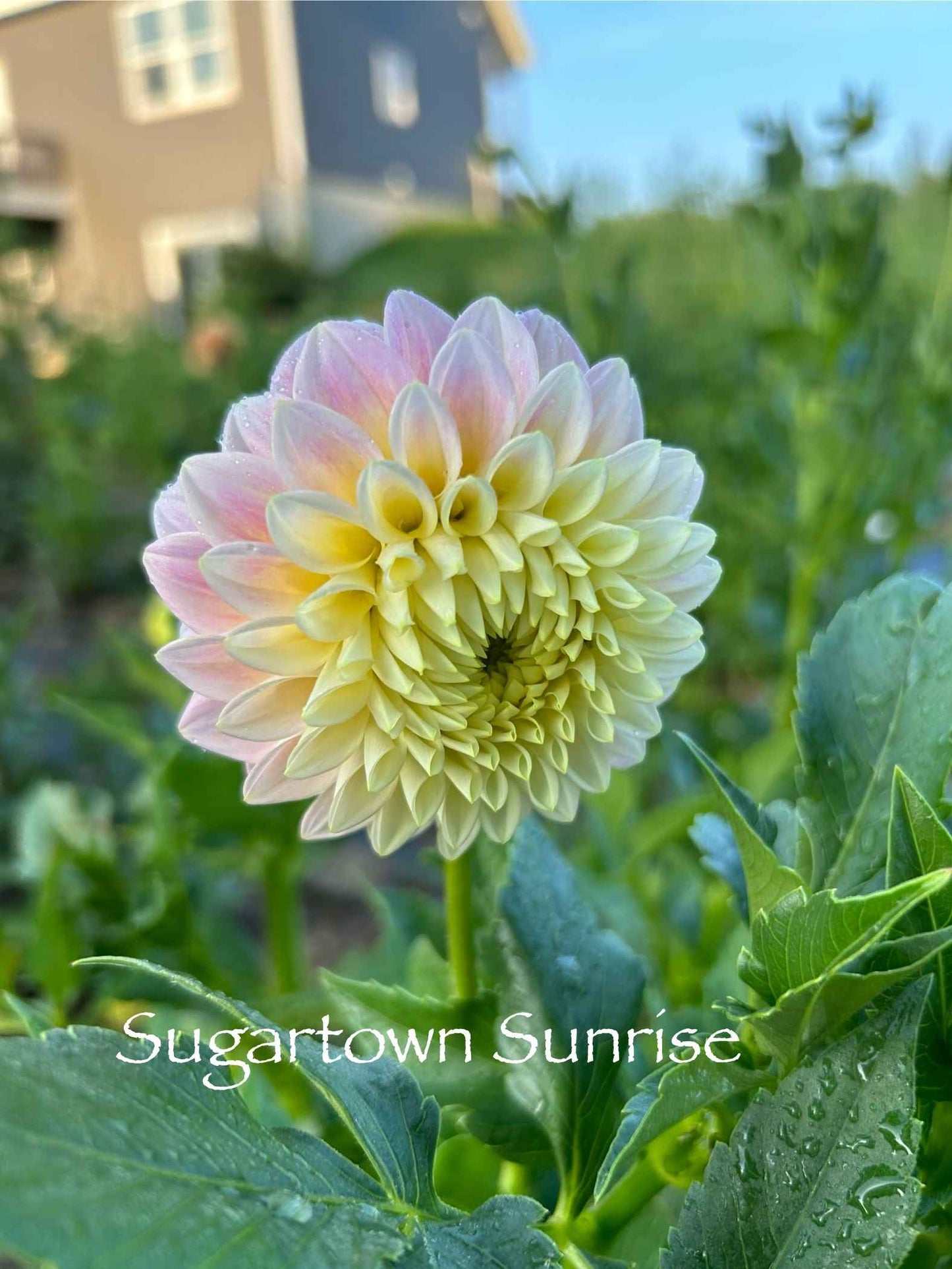 Sugartown Sunrise Tuber