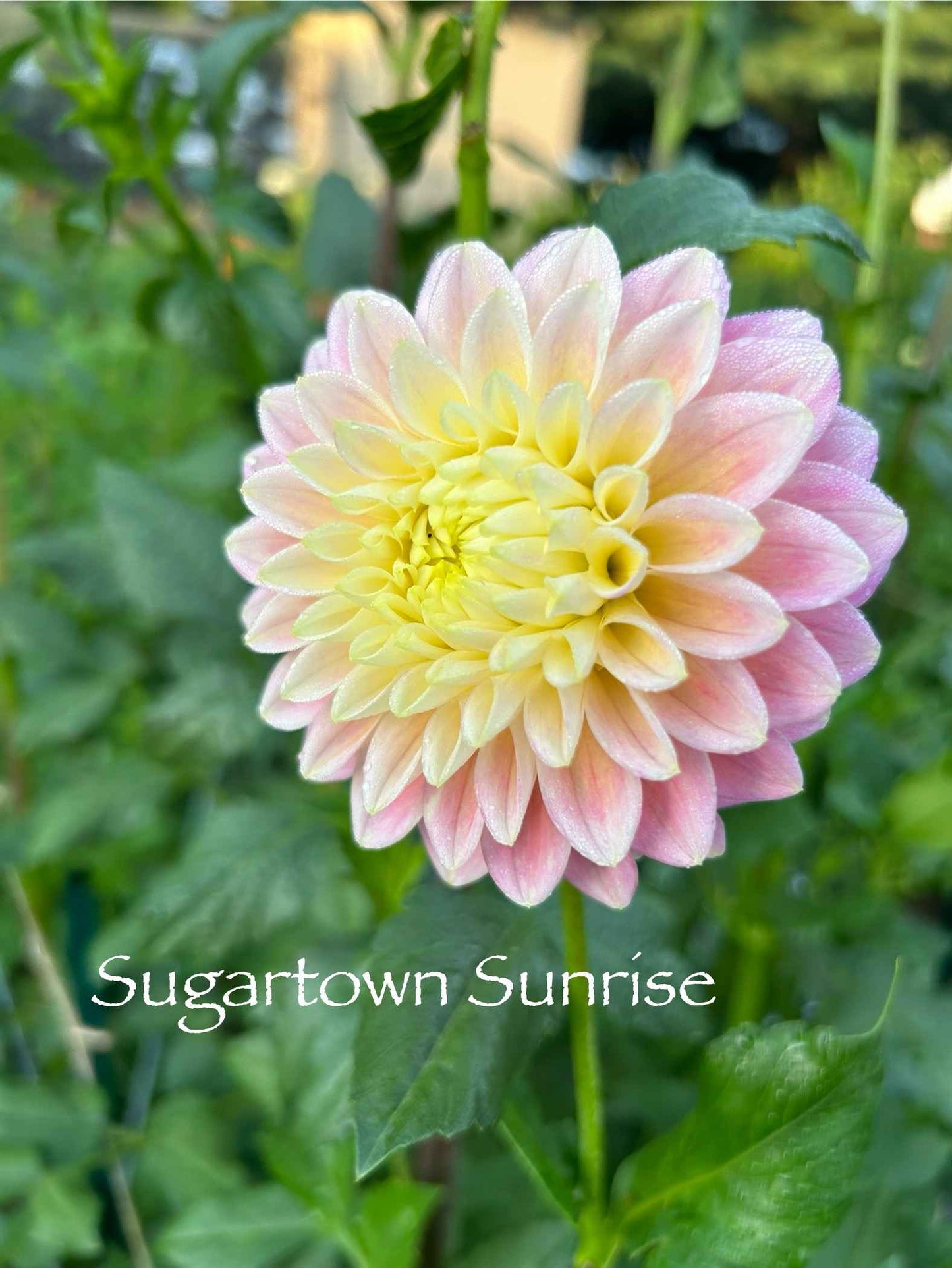 Sugartown Sunrise Tuber
