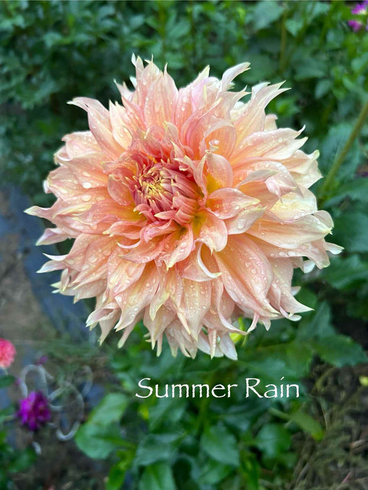 Summer Rain Tuber