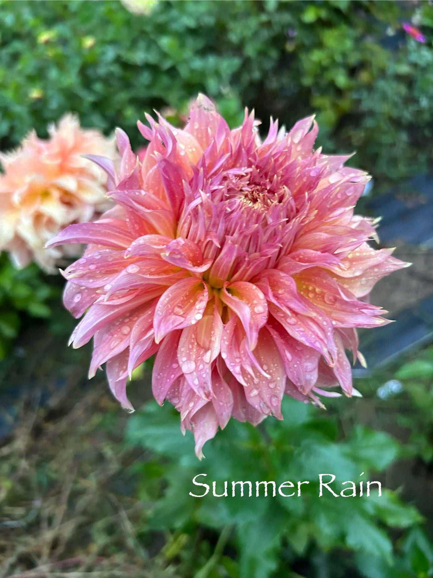 Summer Rain Tuber