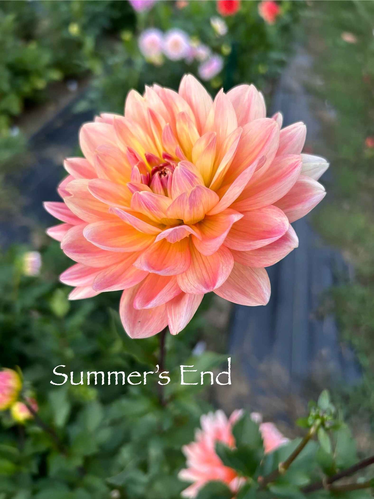 Summer's End Tuber