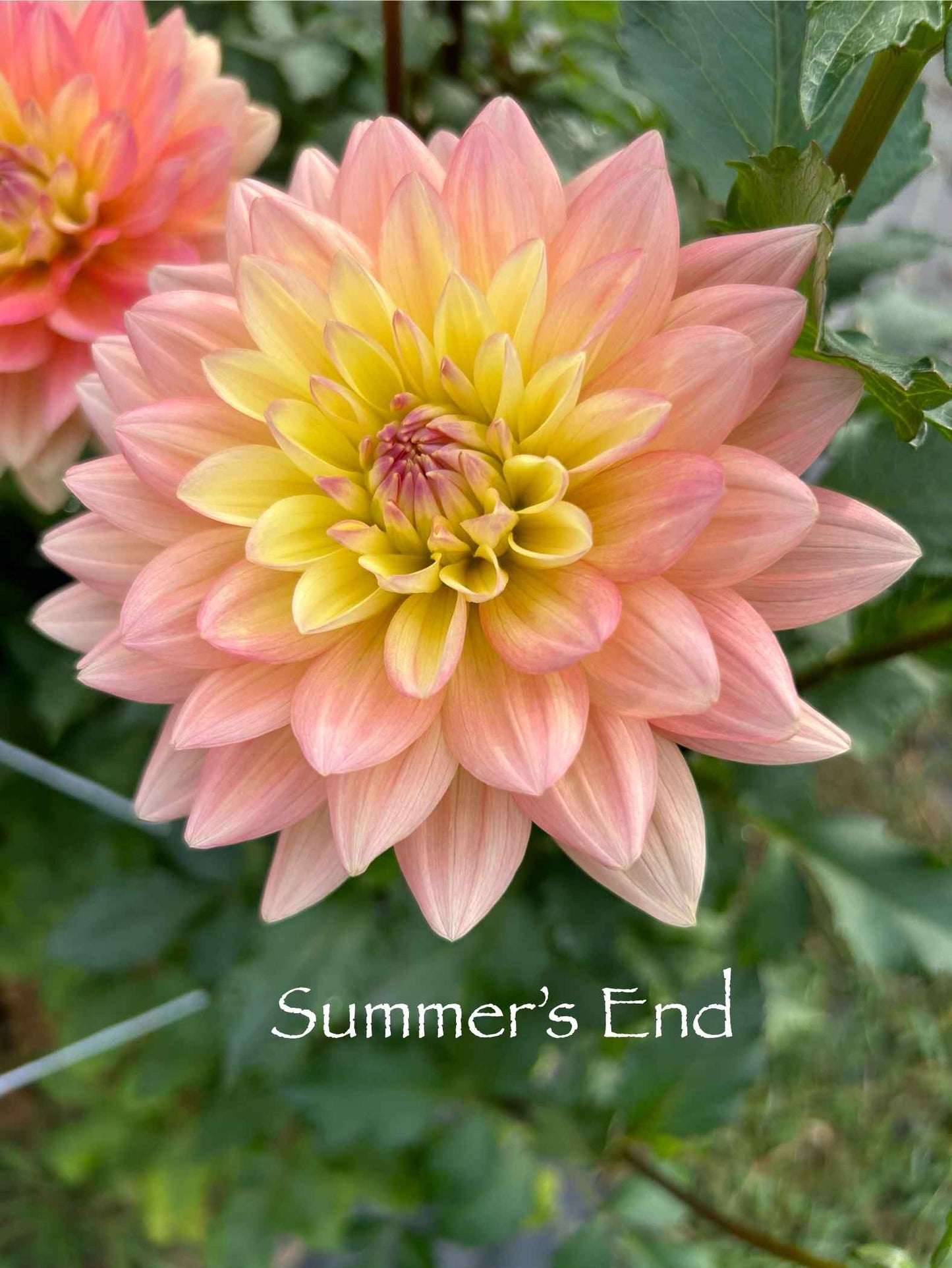 Summer's End Tuber