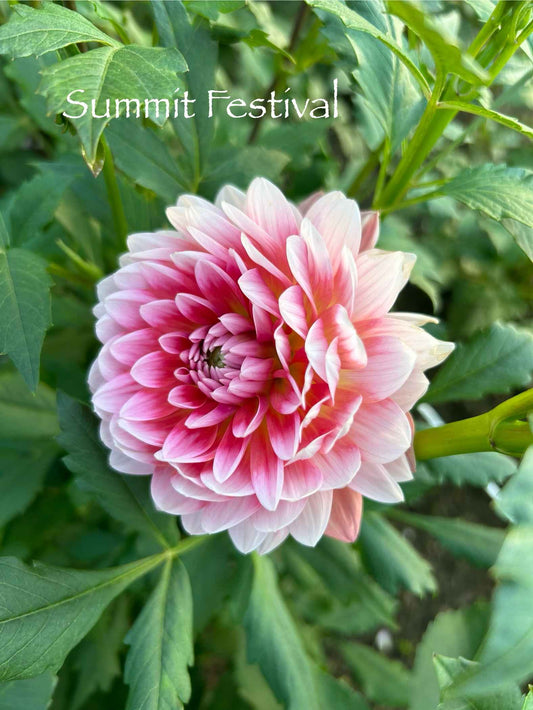 Summit Festival Tuber