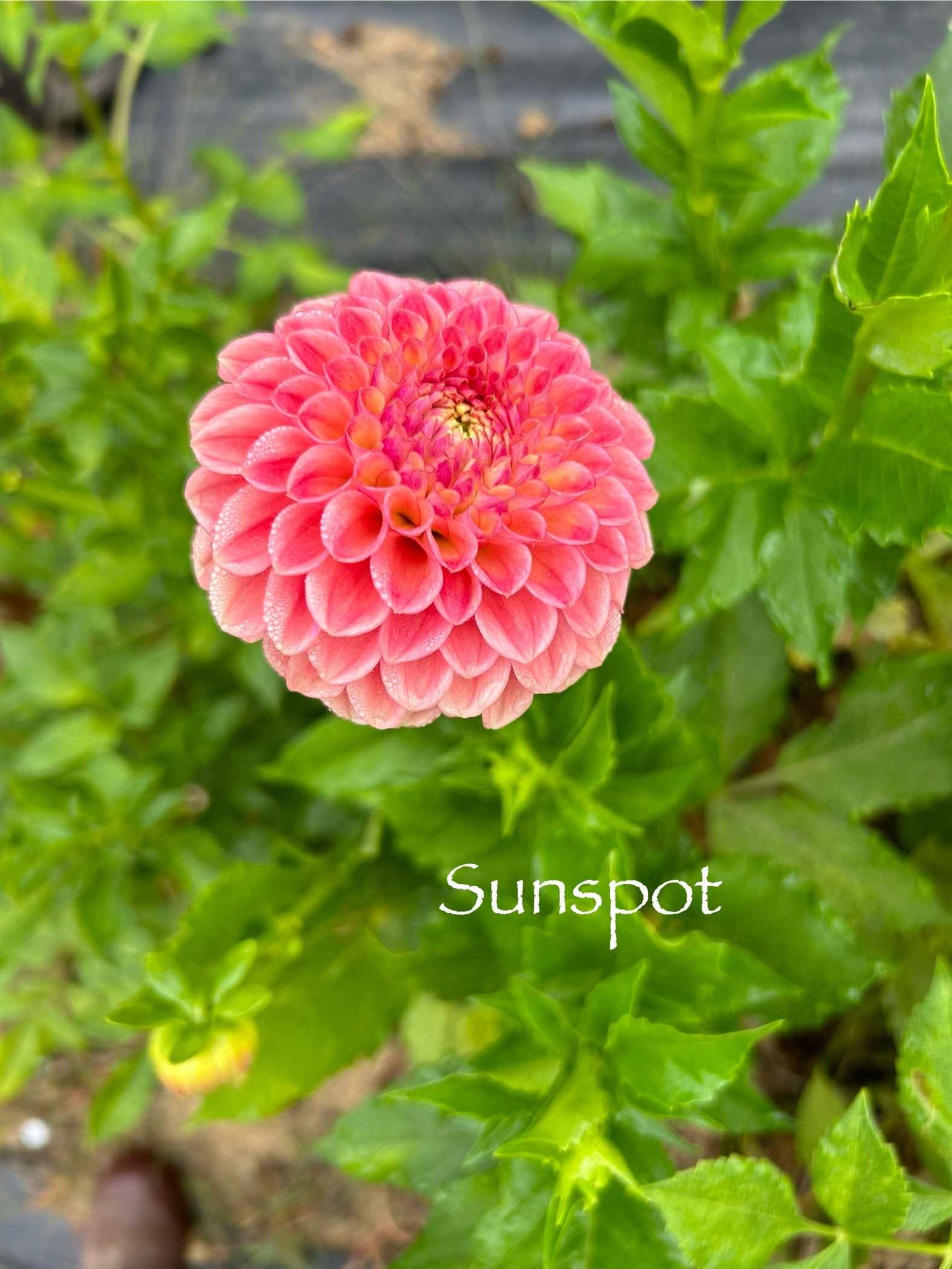 Sunspot Tuber