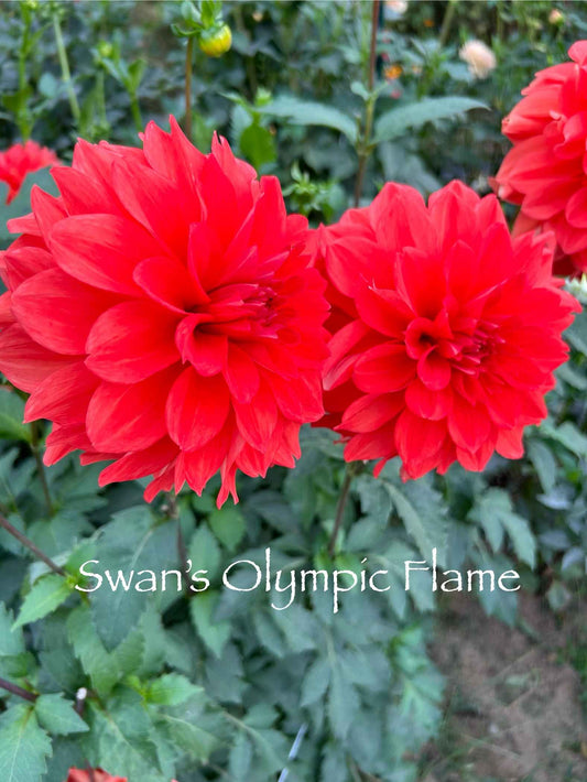 Swan's Olympic Flame Tuber