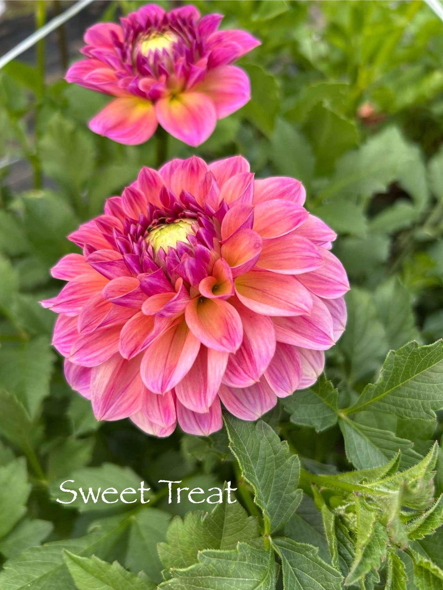 Sweet Treat Tuber
