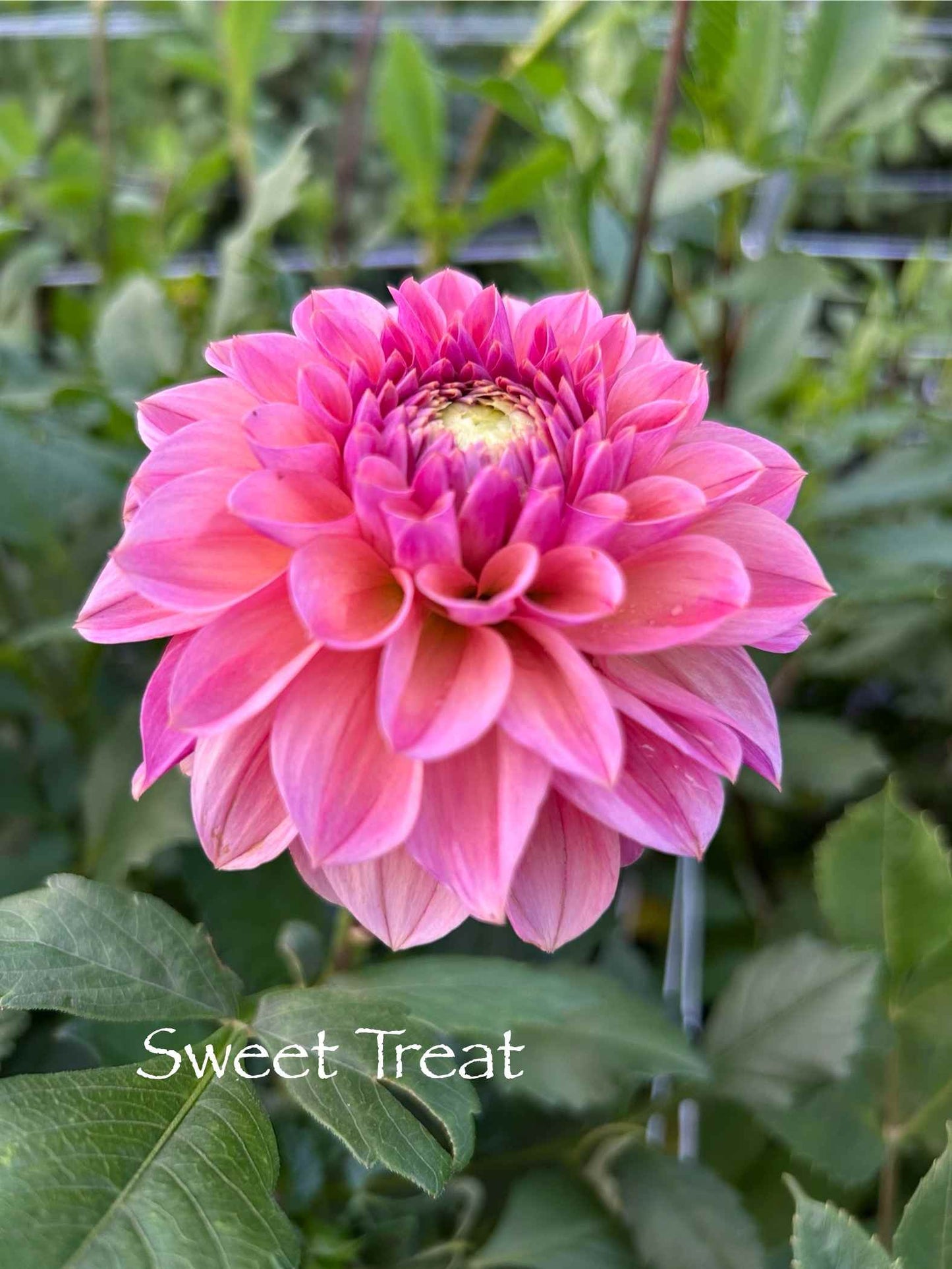 Sweet Treat Tuber