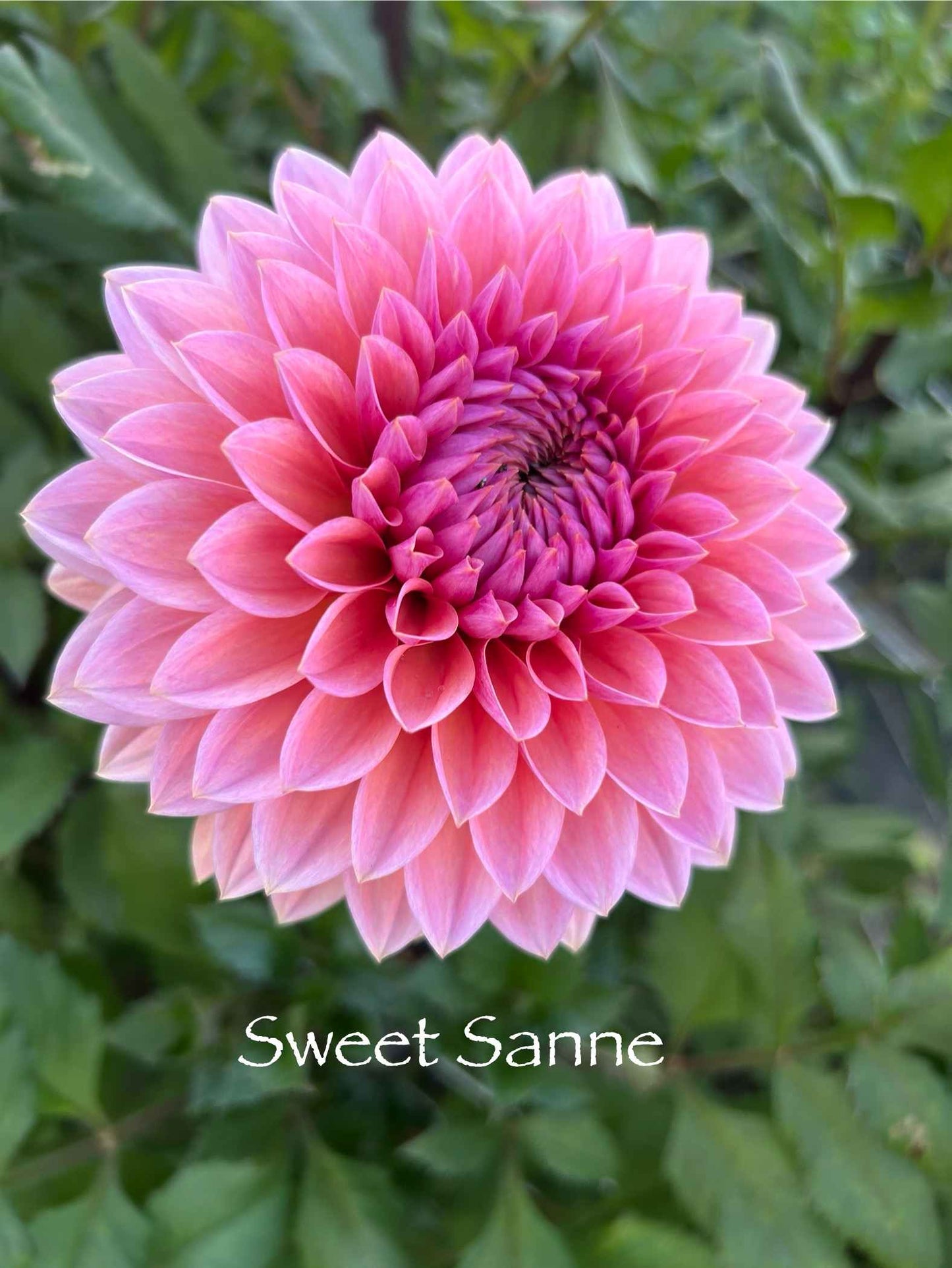 Sweet Sanne Tuber