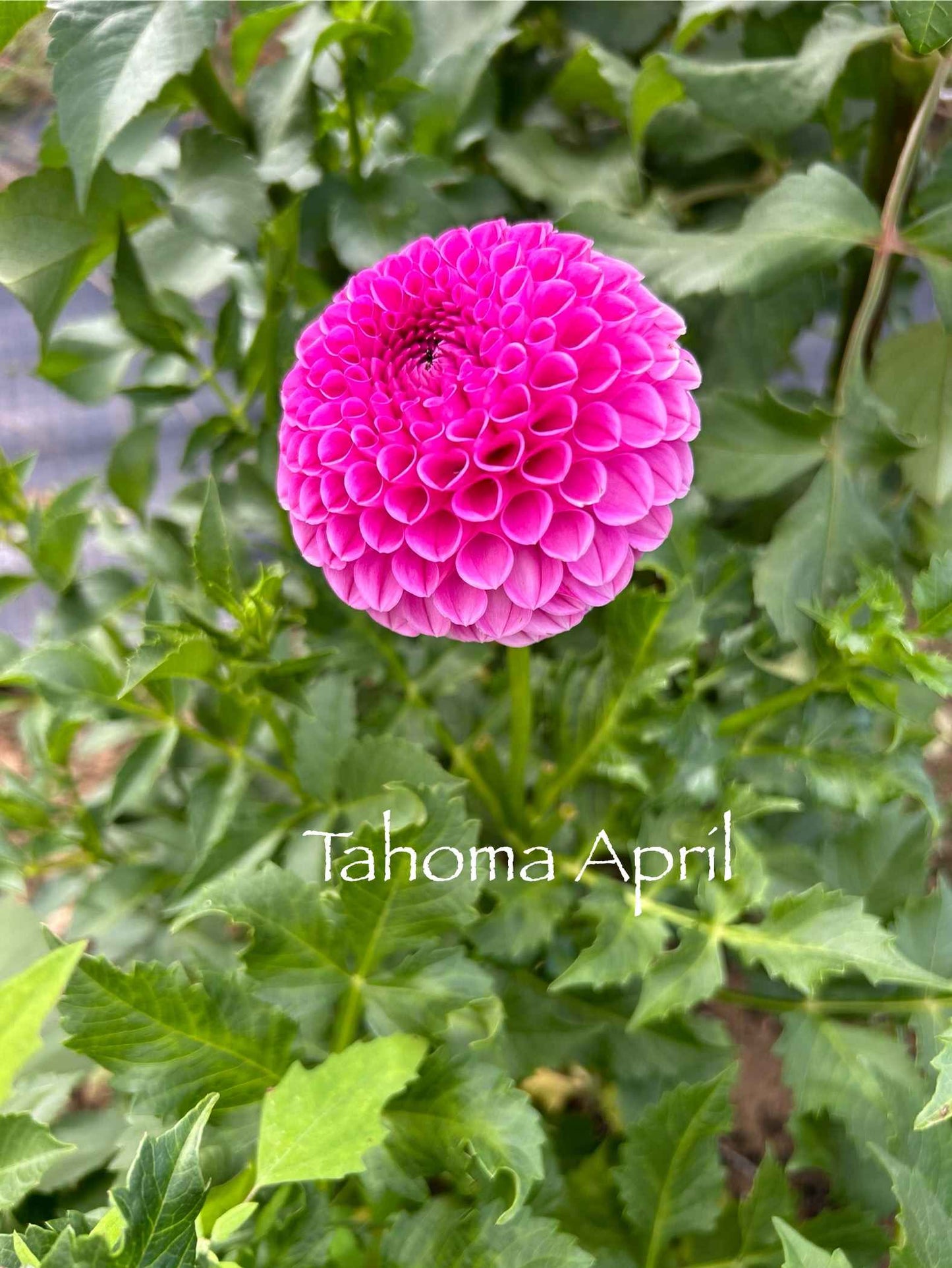 Tahoma April Tuber