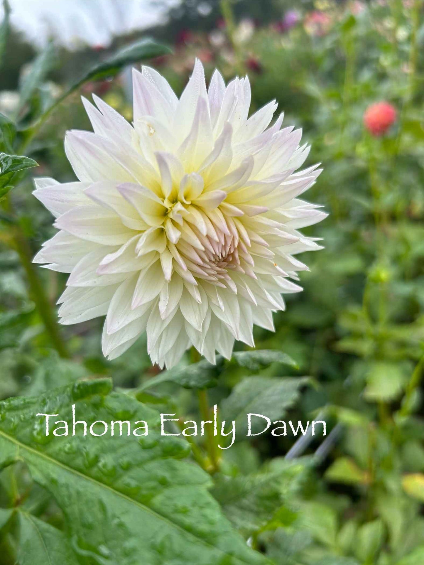 Tahoma Early Dawn Tuber