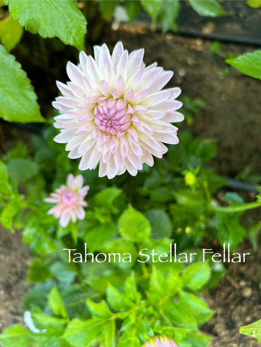 Tahoma Stellar Fellar Tuber