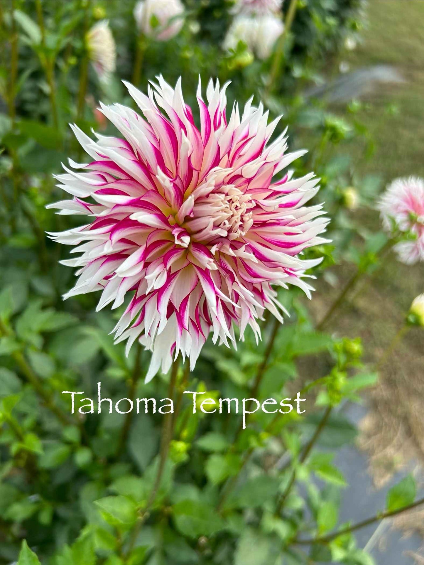 Tahoma Tempest Tuber