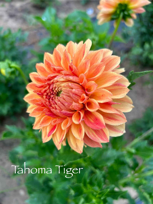 Tahoma Tiger Tuber