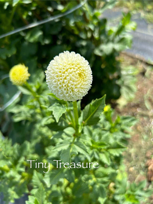 Tiny Treasure Tuber