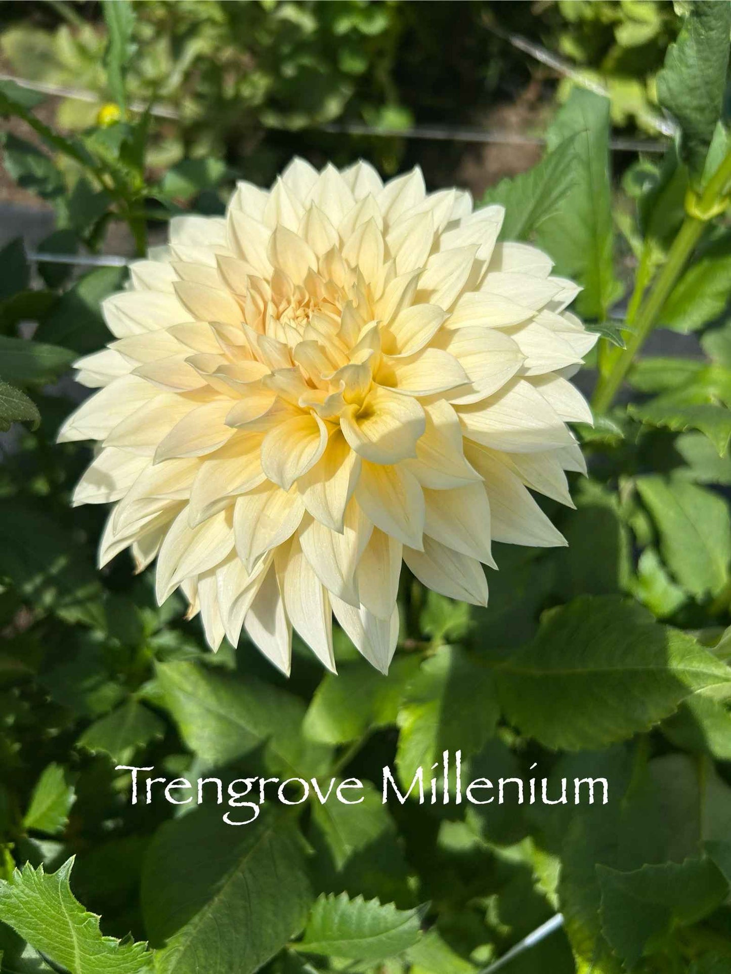 Trengrove Millennium Tuber
