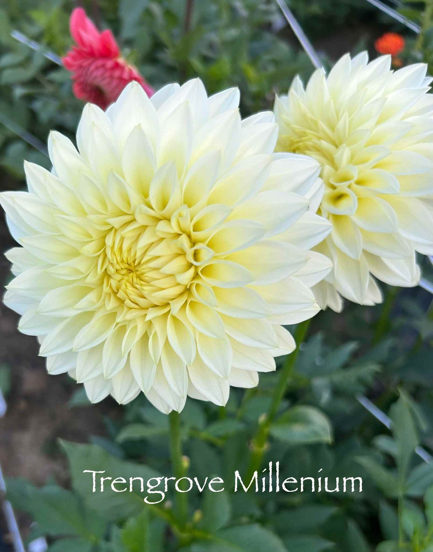 Trengrove Millennium Tuber