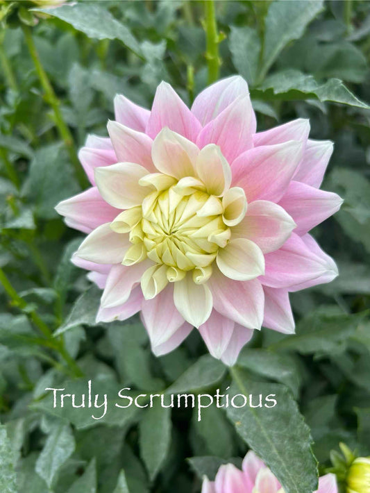 Truly Scrumptious Tuber