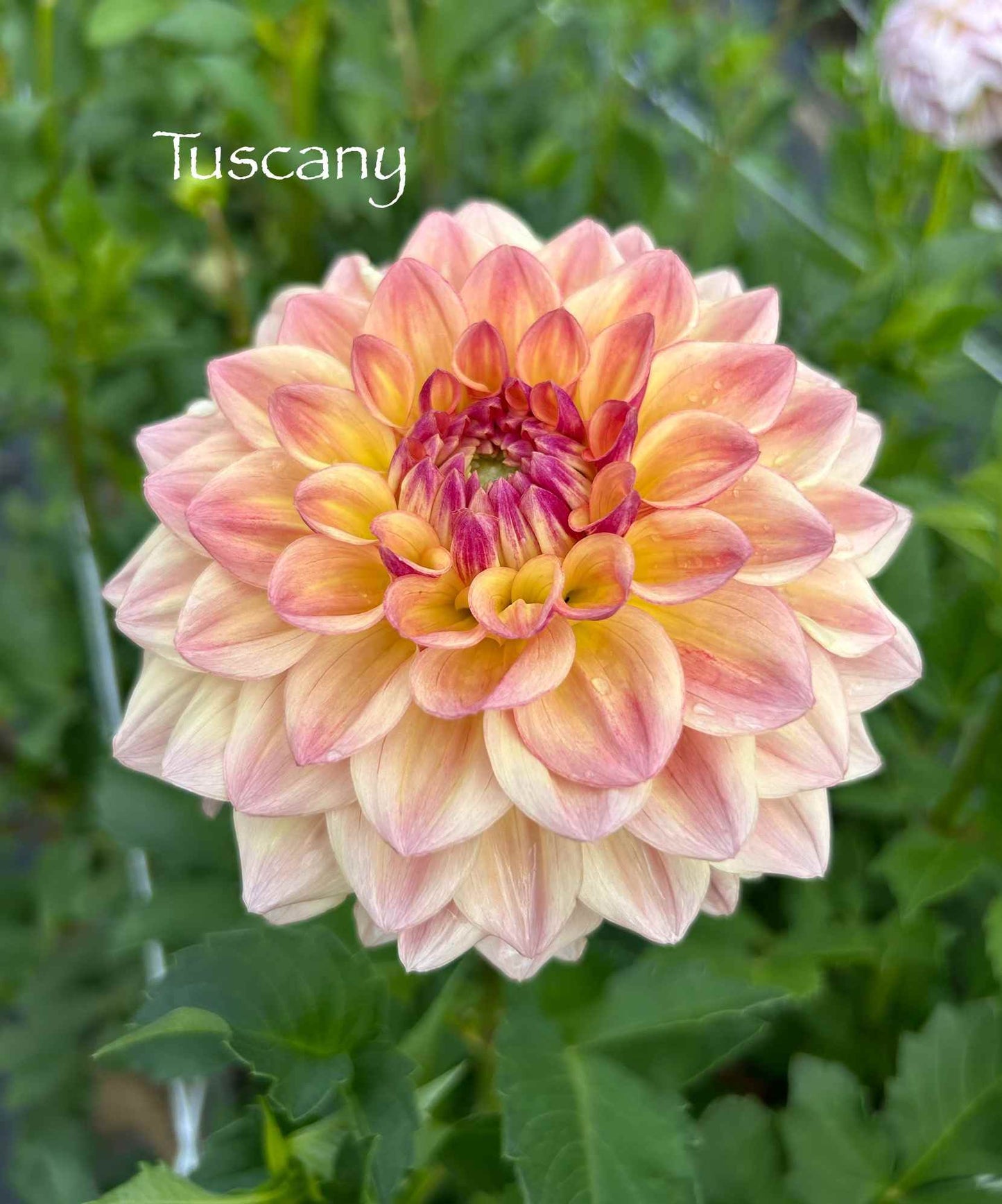Tuscany Tuber