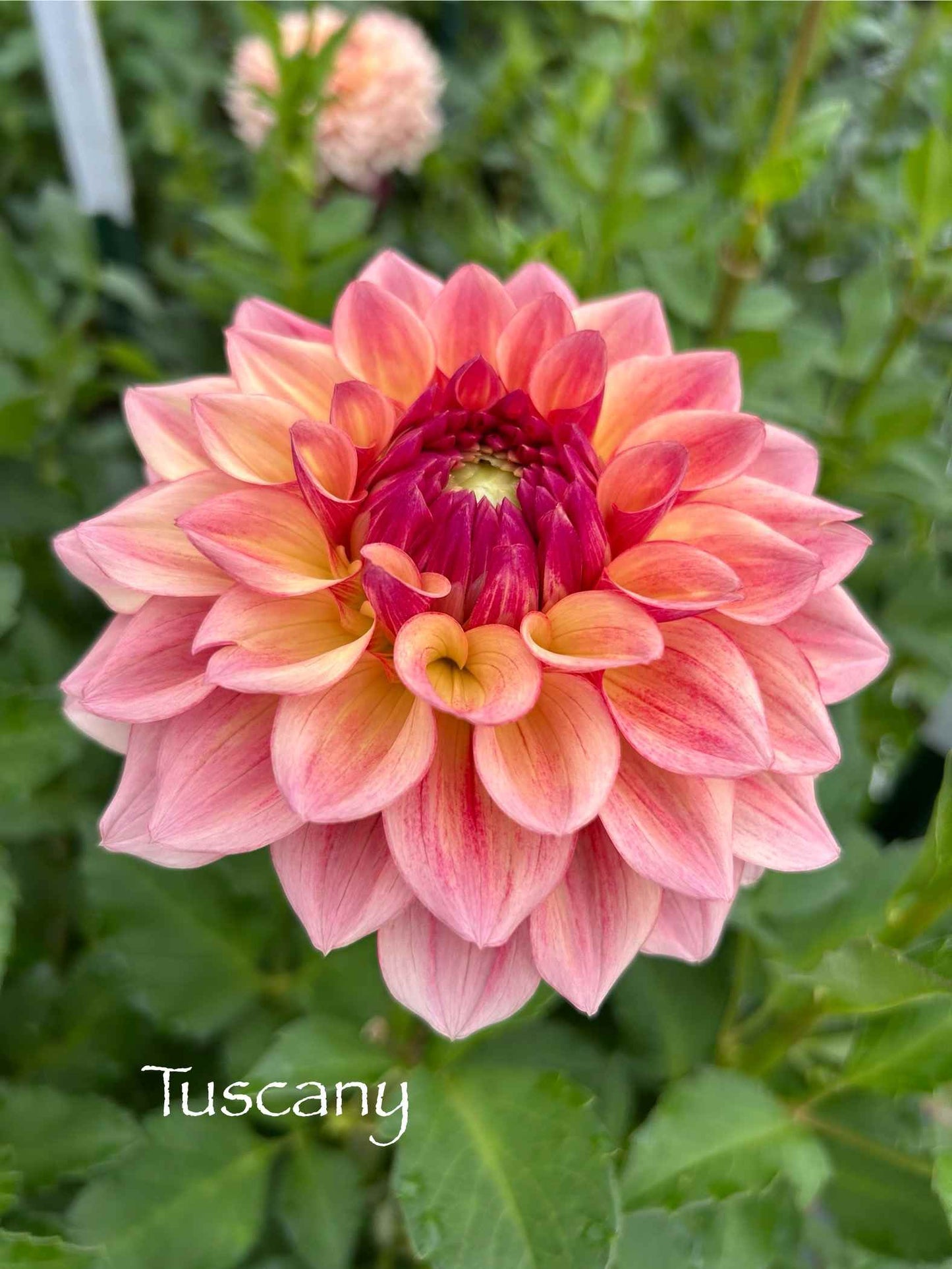Tuscany Tuber