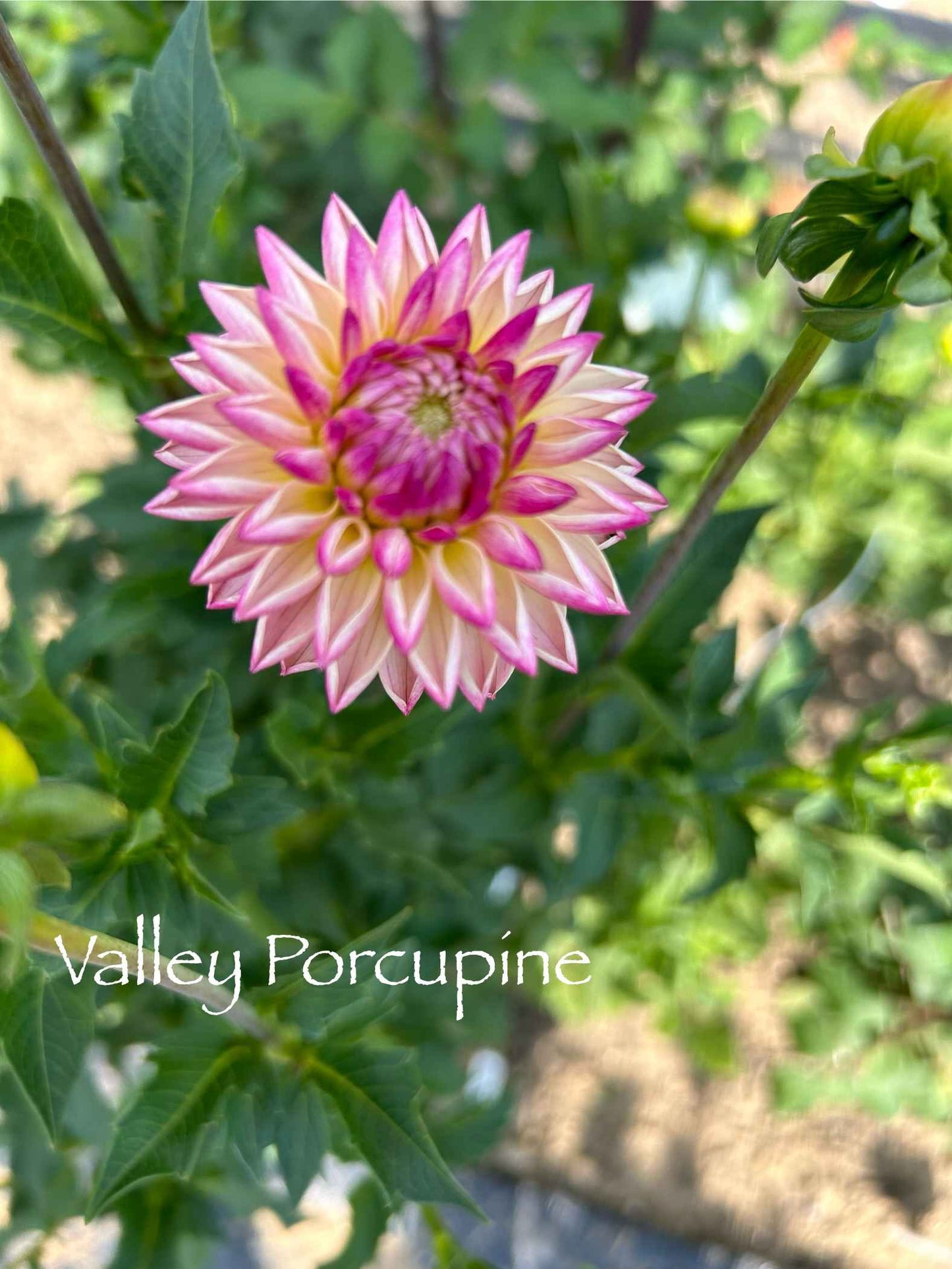 Valley Porcupine Tuber