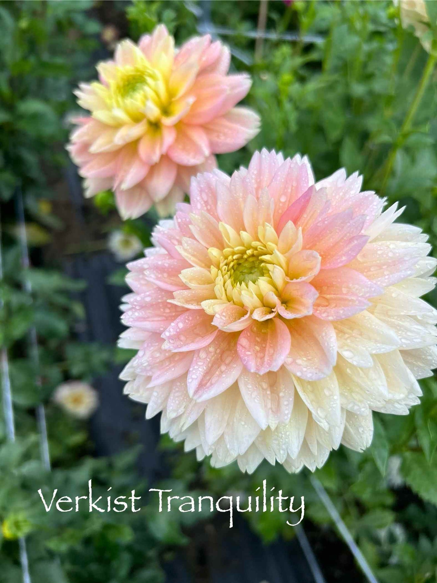 Verkist Tranquility Tuber