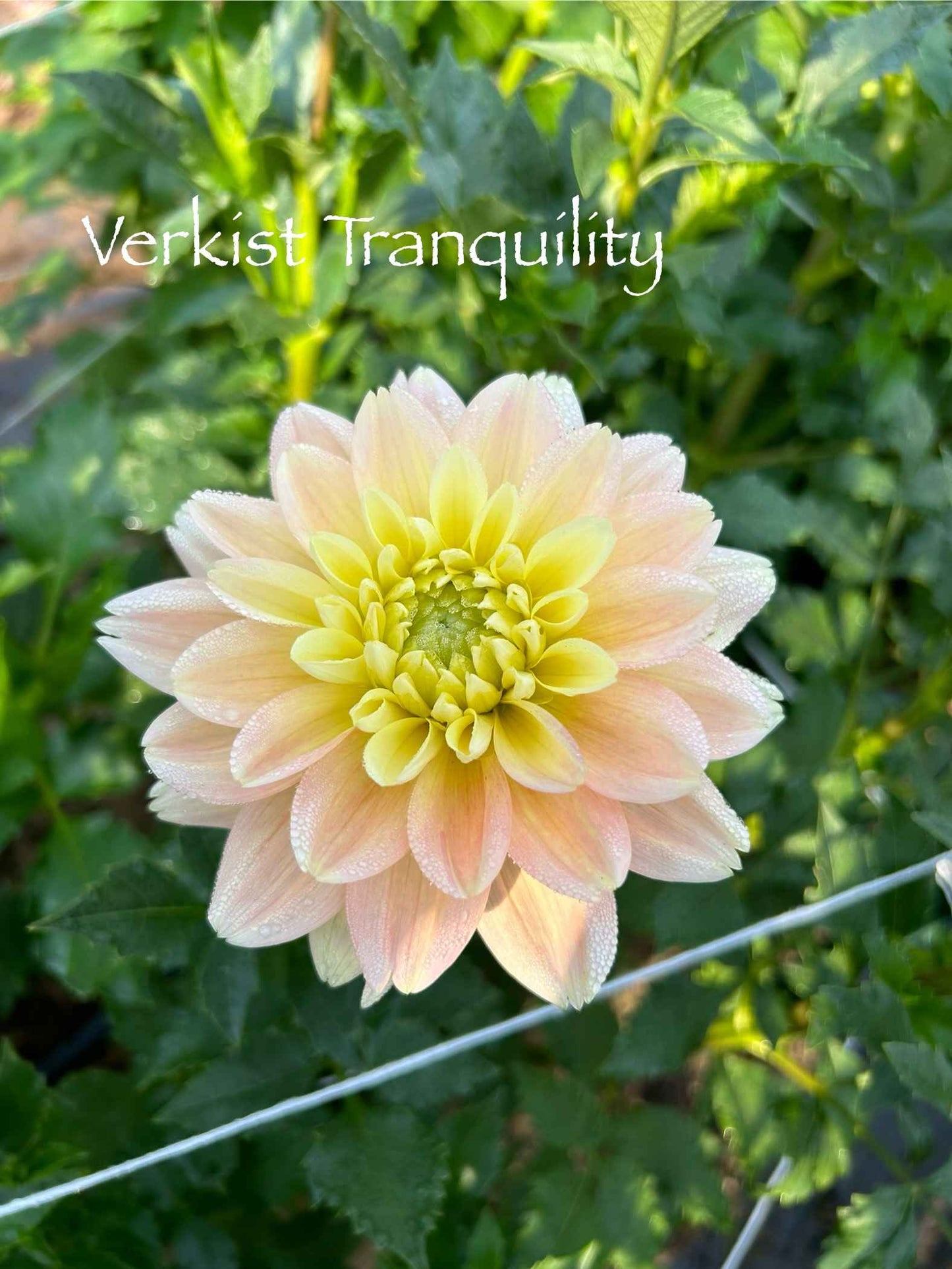 Verkist Tranquility Tuber