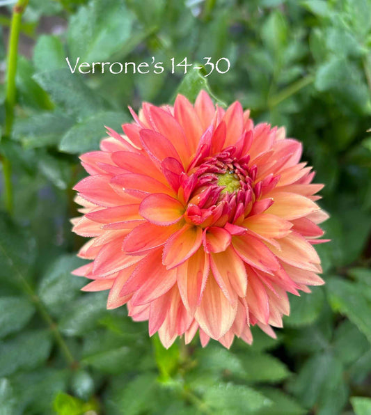 Verrone's 14-30 Tuber