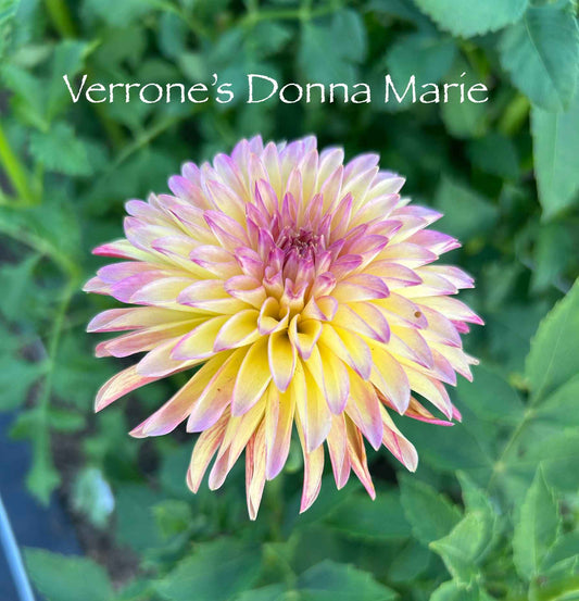 Verrone's Donna Marie Tuber