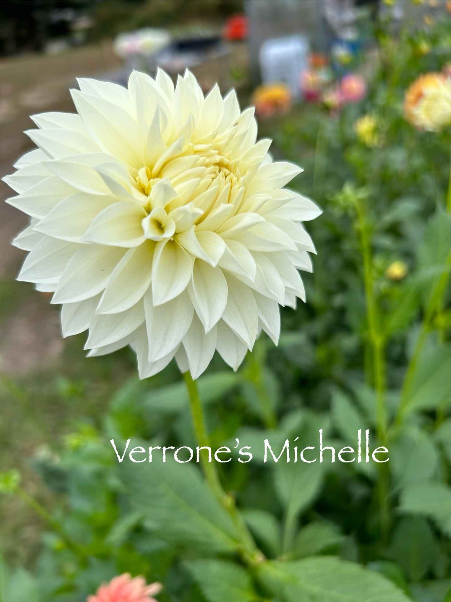 Verrone's Michelle Tuber