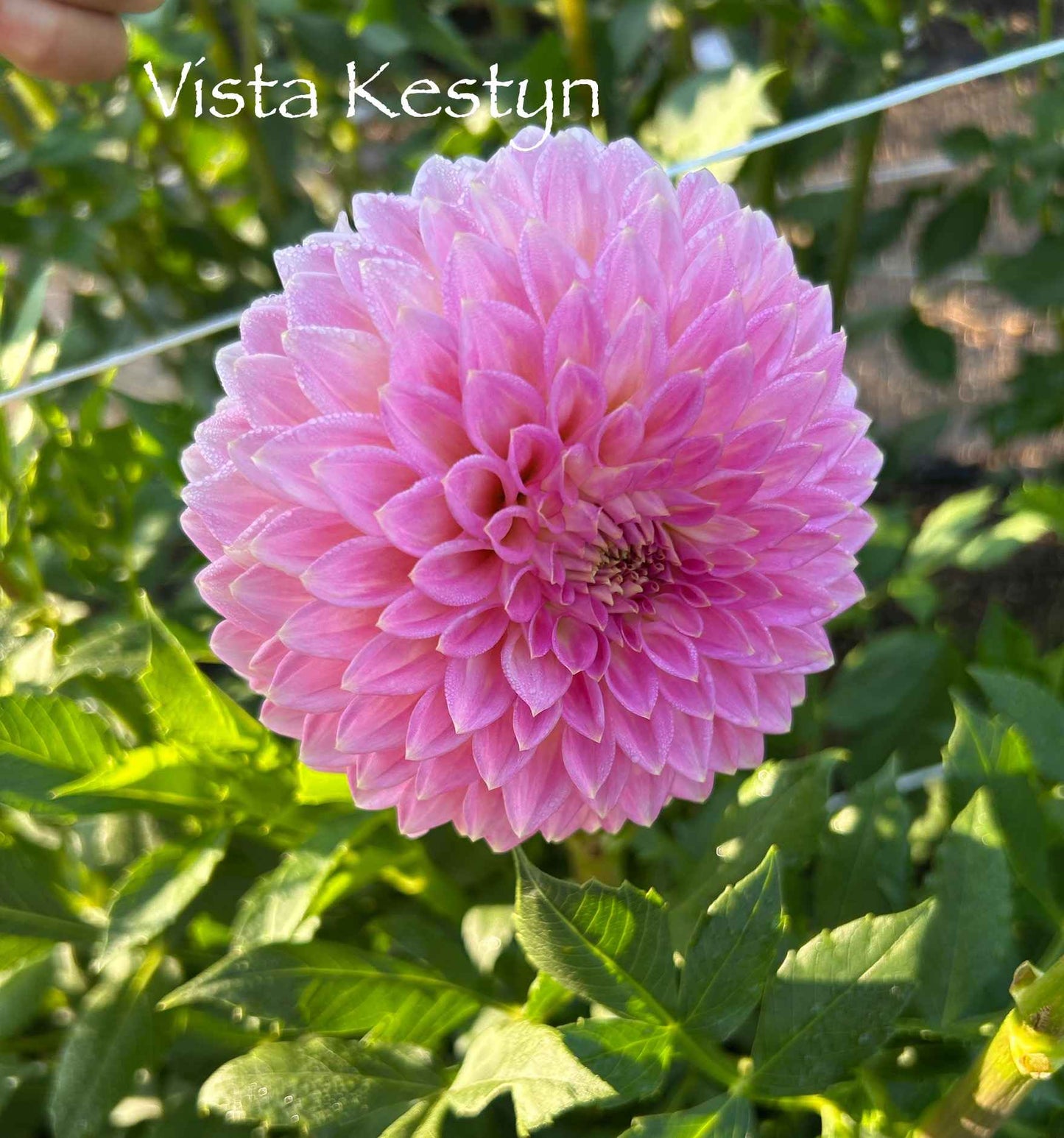 Vista Kestyn Tuber