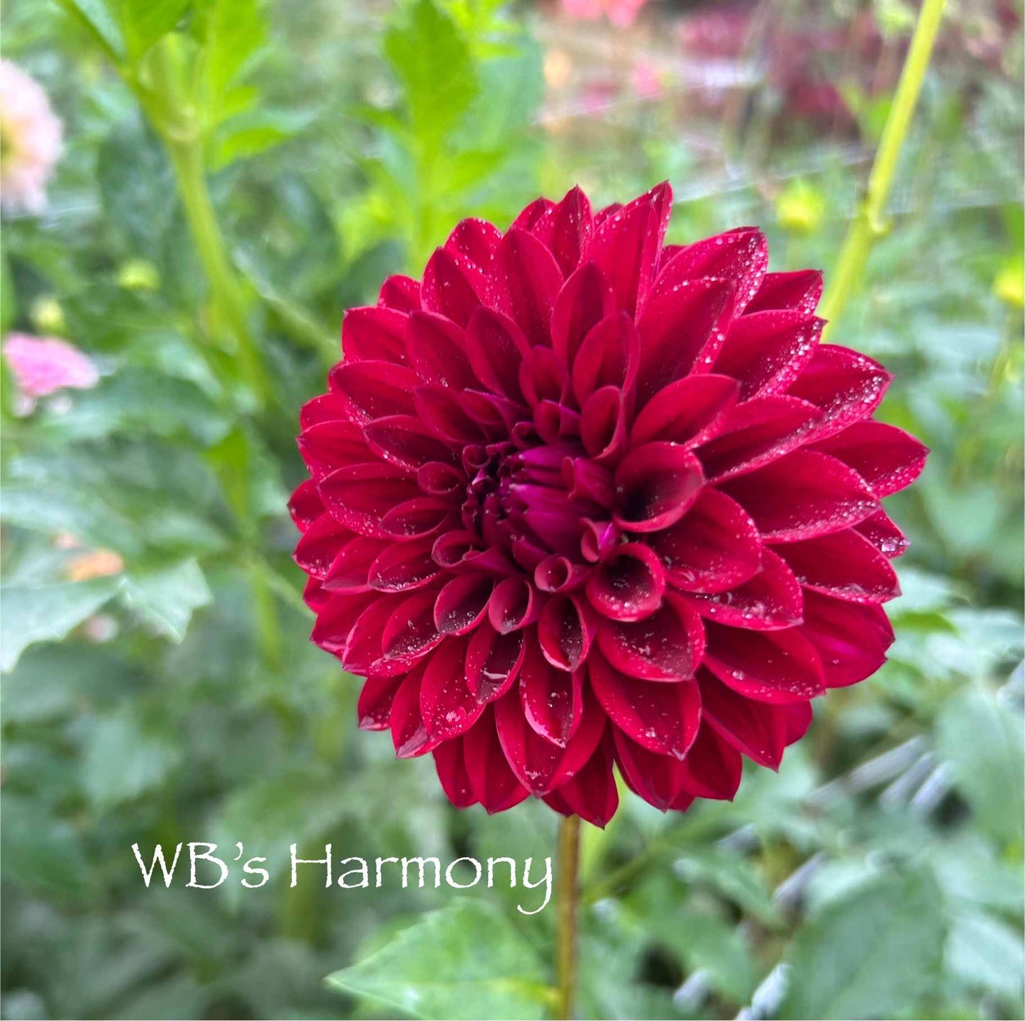 WB's Harmony Tuber