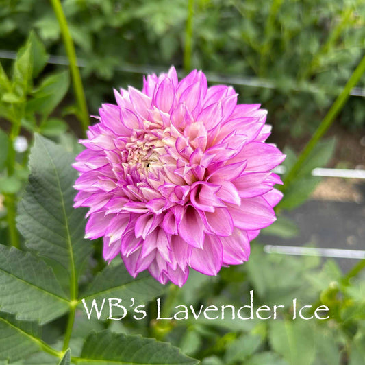 WB's Lavender Ice Tuber