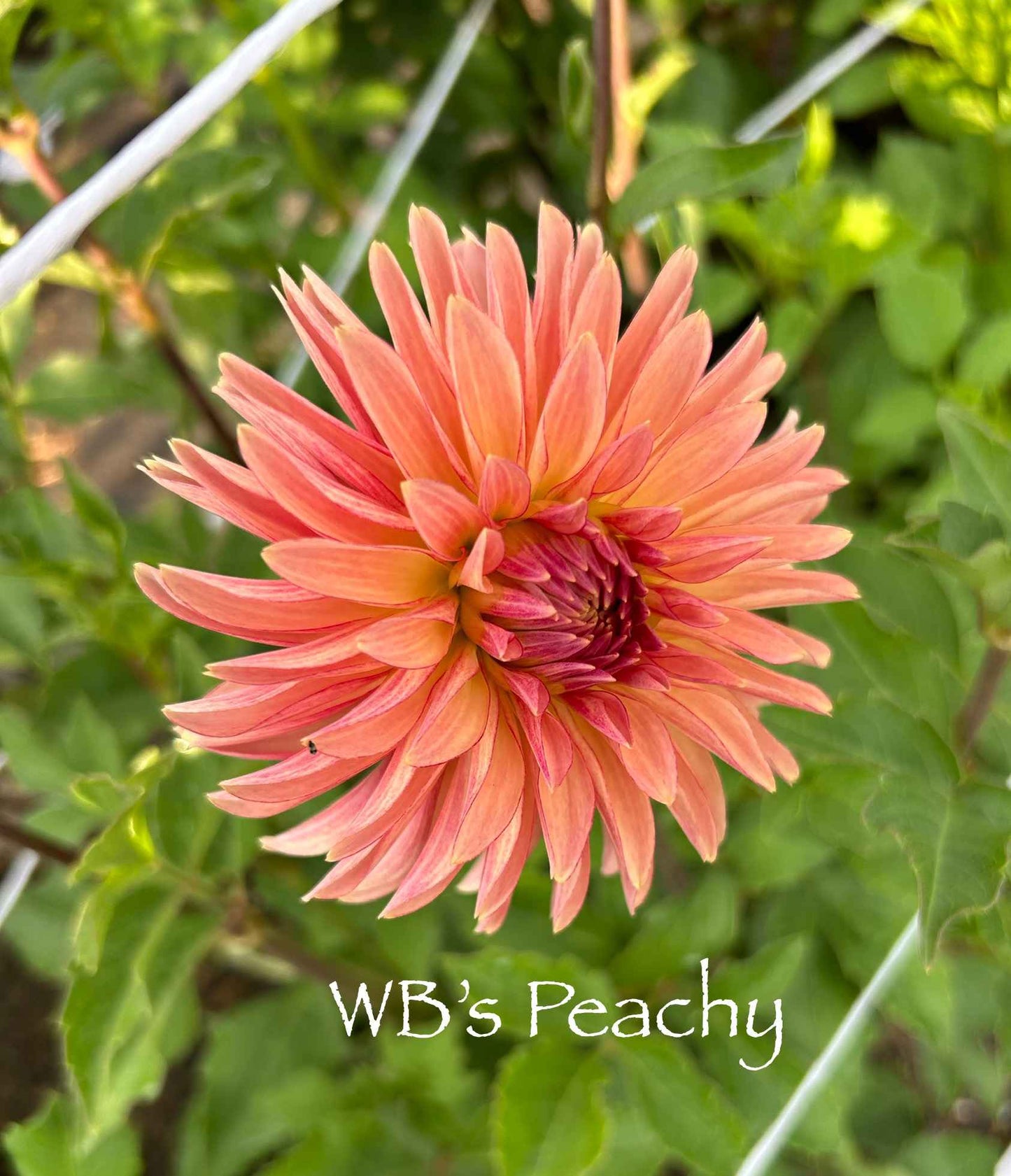 WB's Peachy Tuber