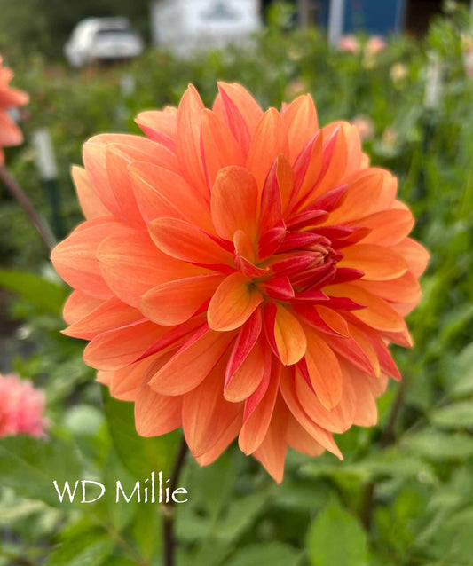 WD Millie Tuber
