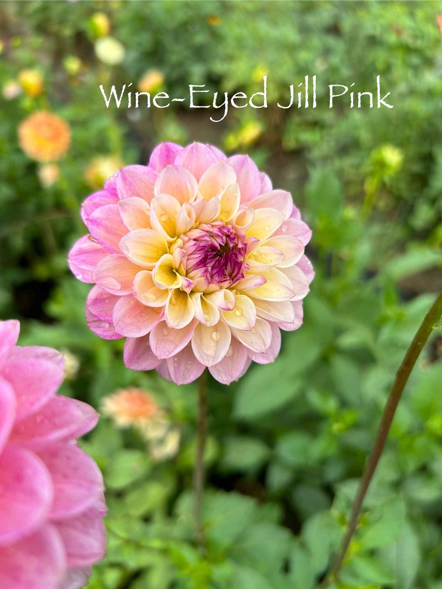 Wine-Eyed Jill Pink Tuber