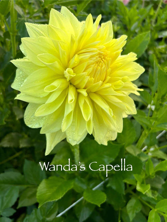 Wanda's Capella Tuber