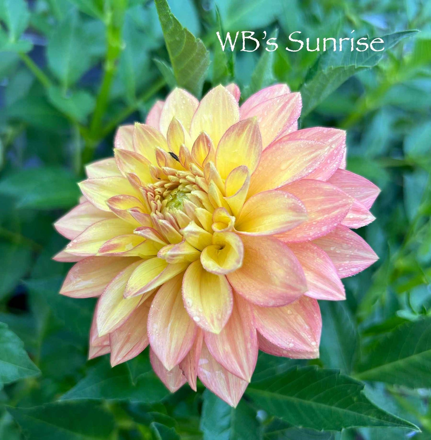 WB's Sunrise Tuber