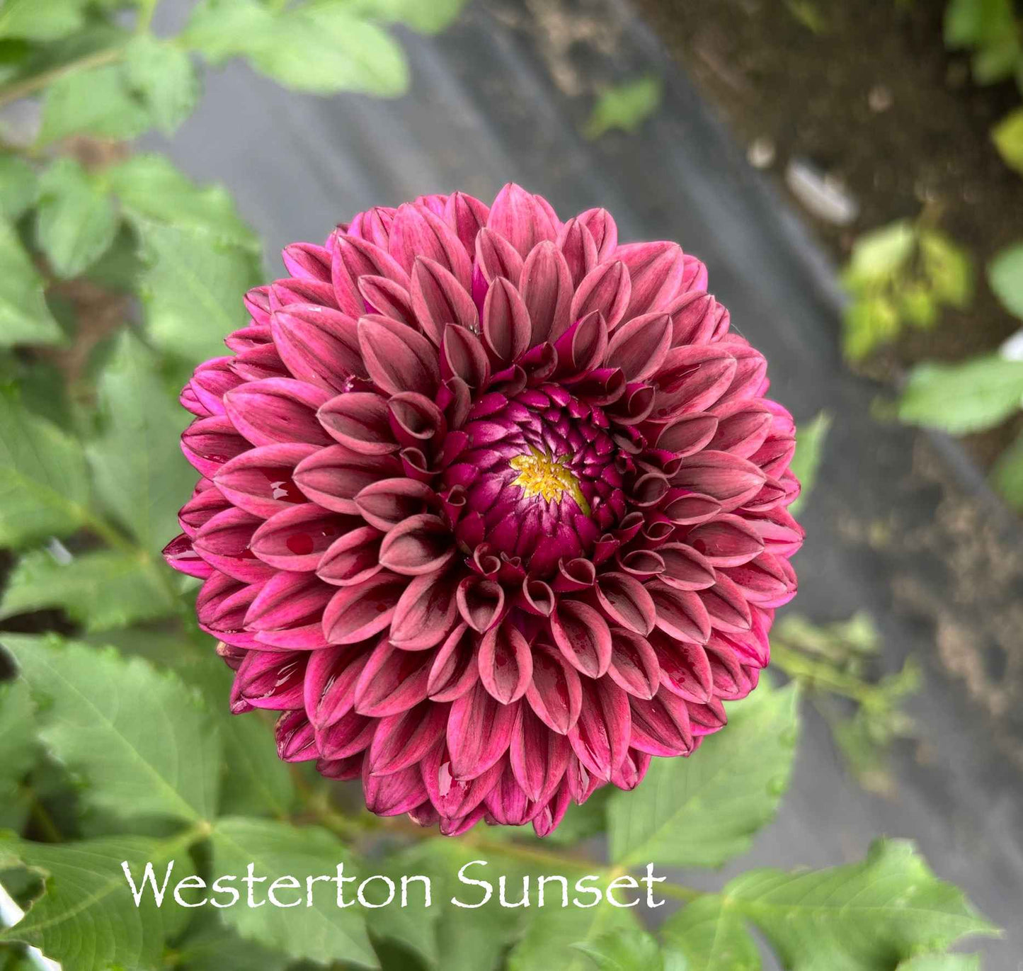 Westerton Sunset Tuber