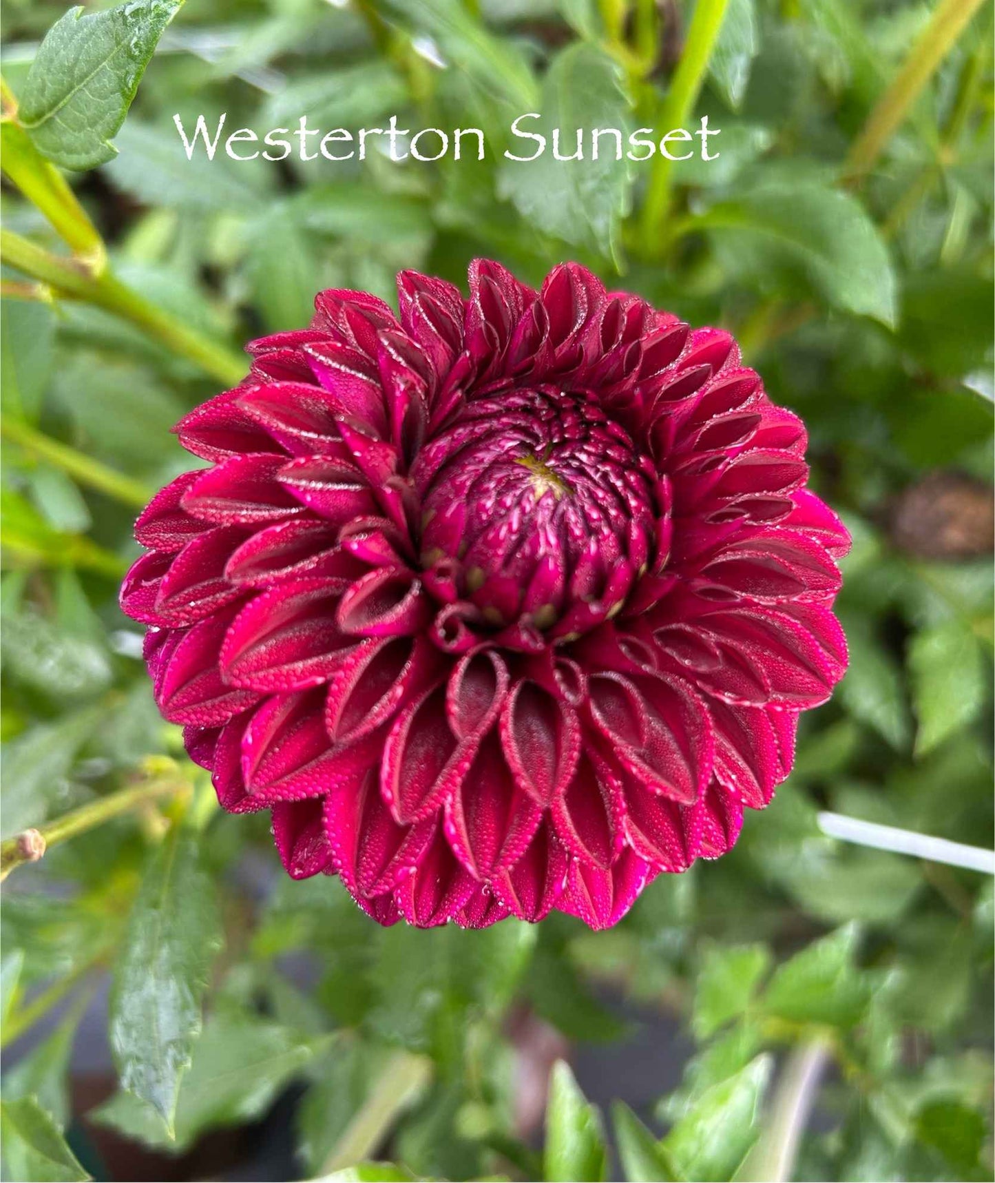 Westerton Sunset Tuber
