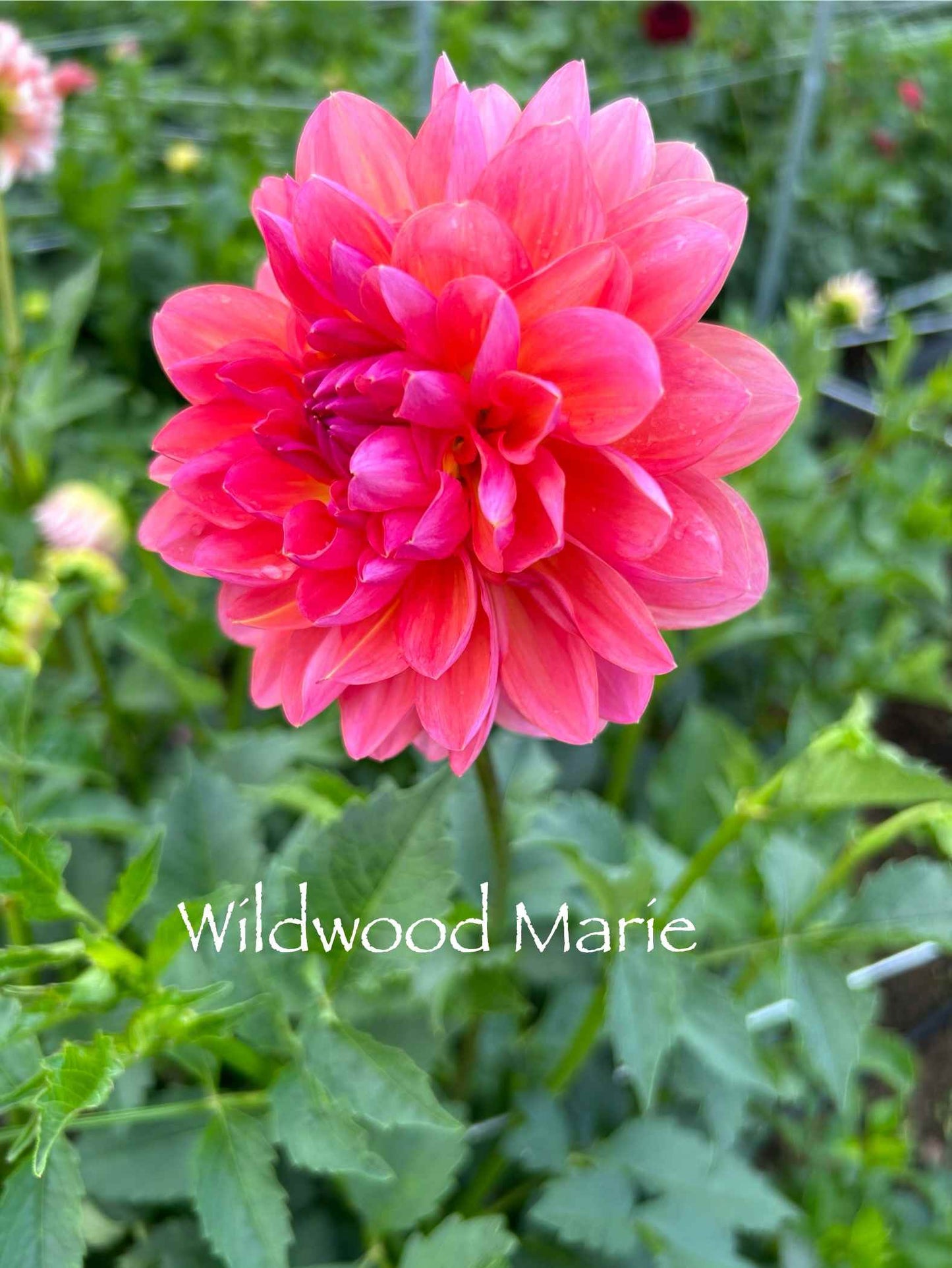 Wildwood Marie Tuber