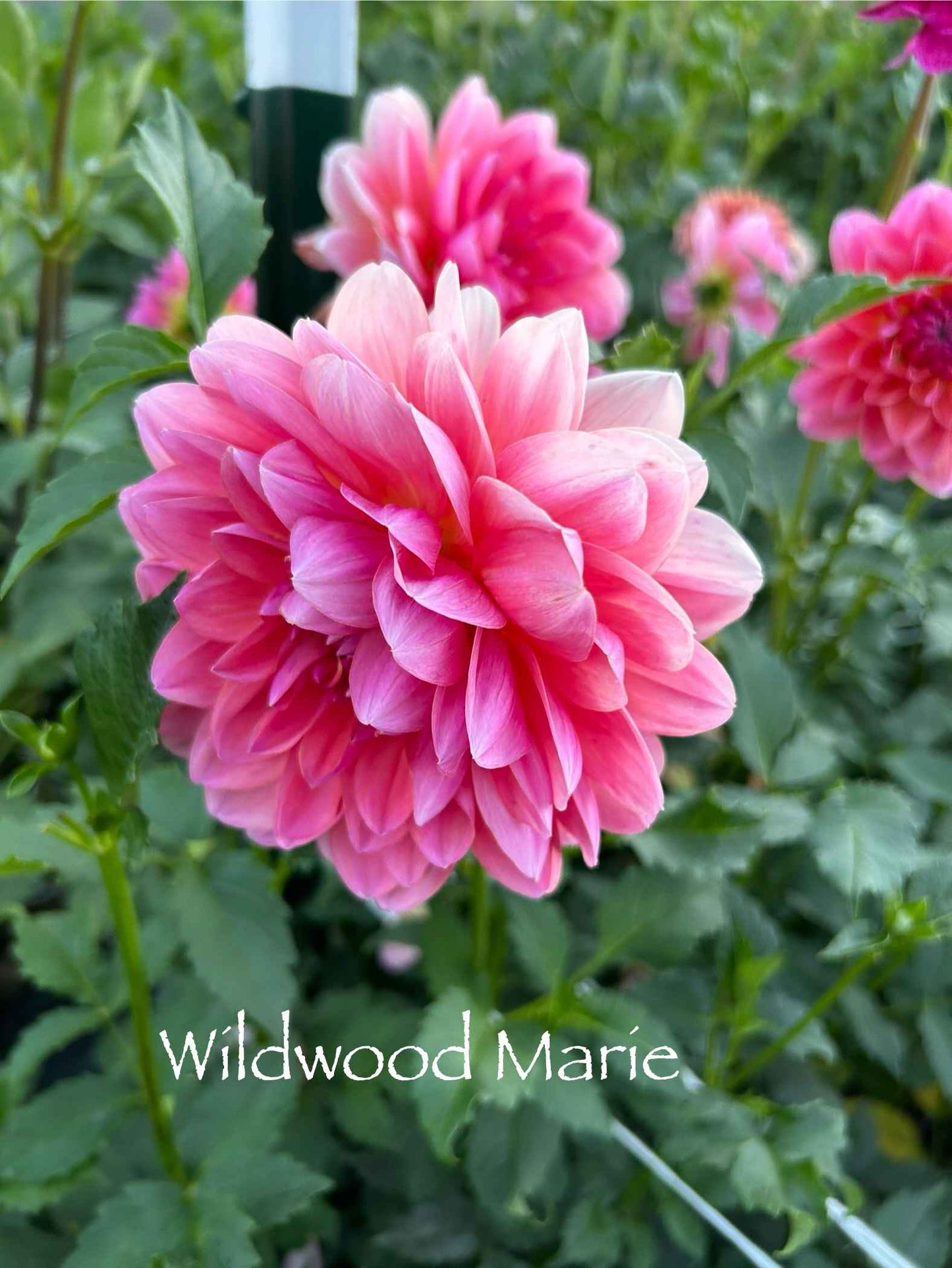 Wildwood Marie Tuber